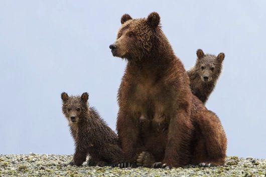One Mama Bear, Two Cubs, and Three Filmmakers: Disneynature's Bears - The  Credits
