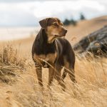 Bella (Shelby) in Columbia Pictures' A DOG'S WAY HOME. Photo: James Dittiger