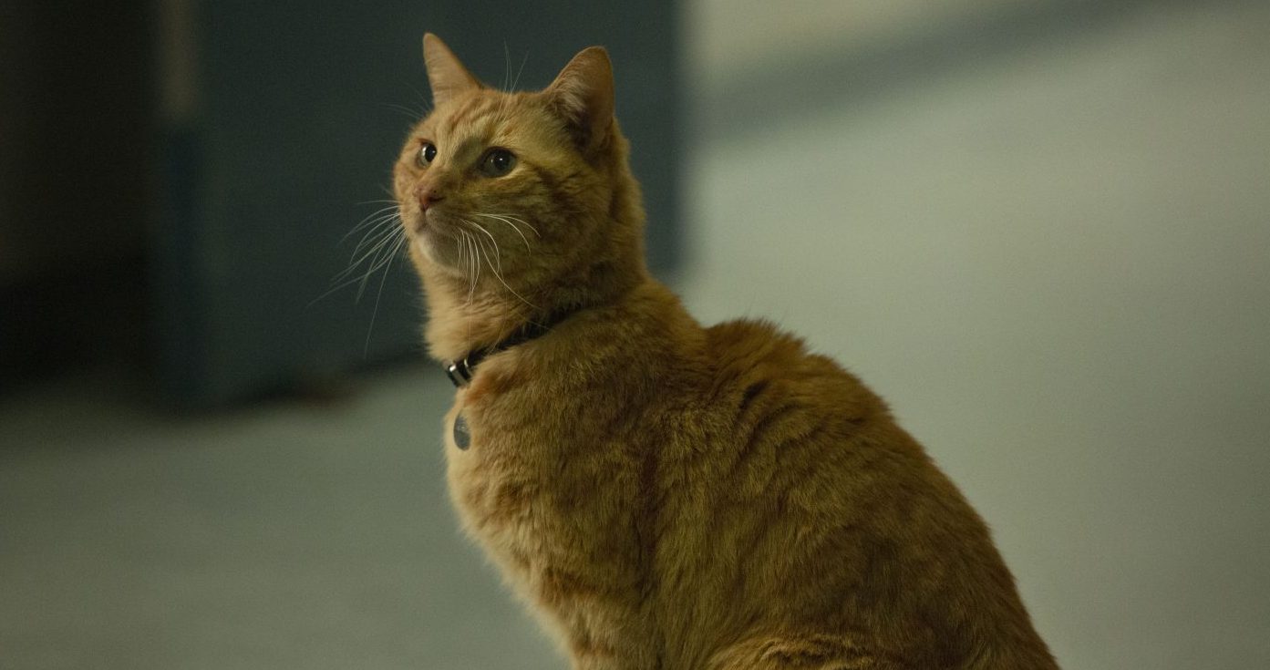 The Cats in the 'Cats' Movie Will Be the Size of Actual Cats