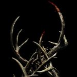 Theatrical poster for 'Antlers.' Courtesy Fox Searchlight/Walt Disney Studios